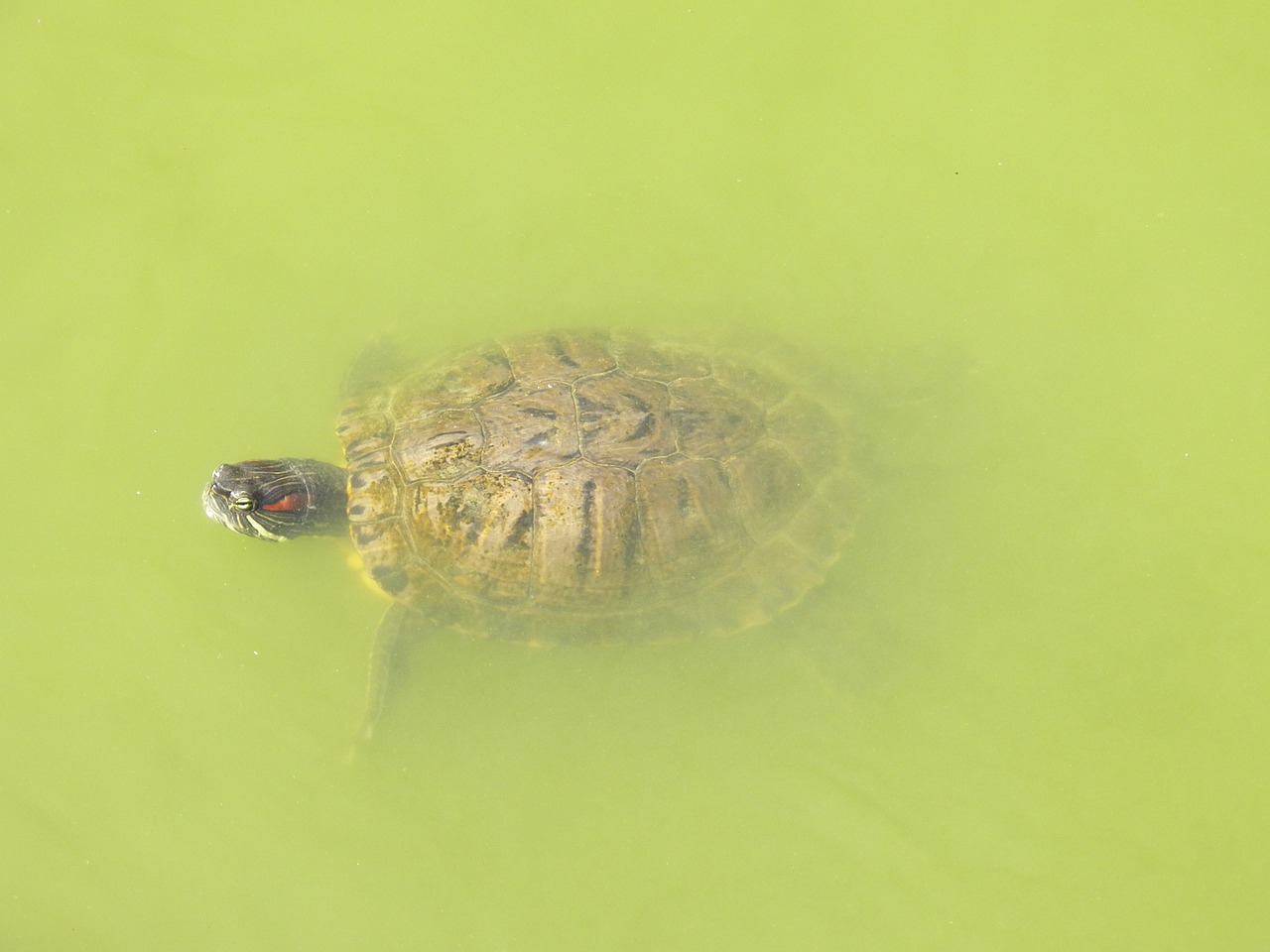 turtle water animal free photo