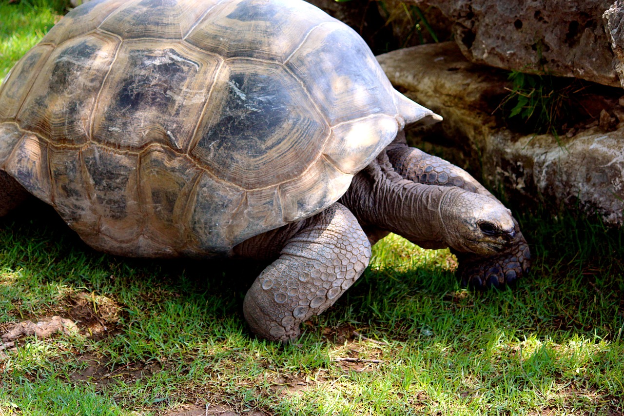 turtle tortoise shell free photo