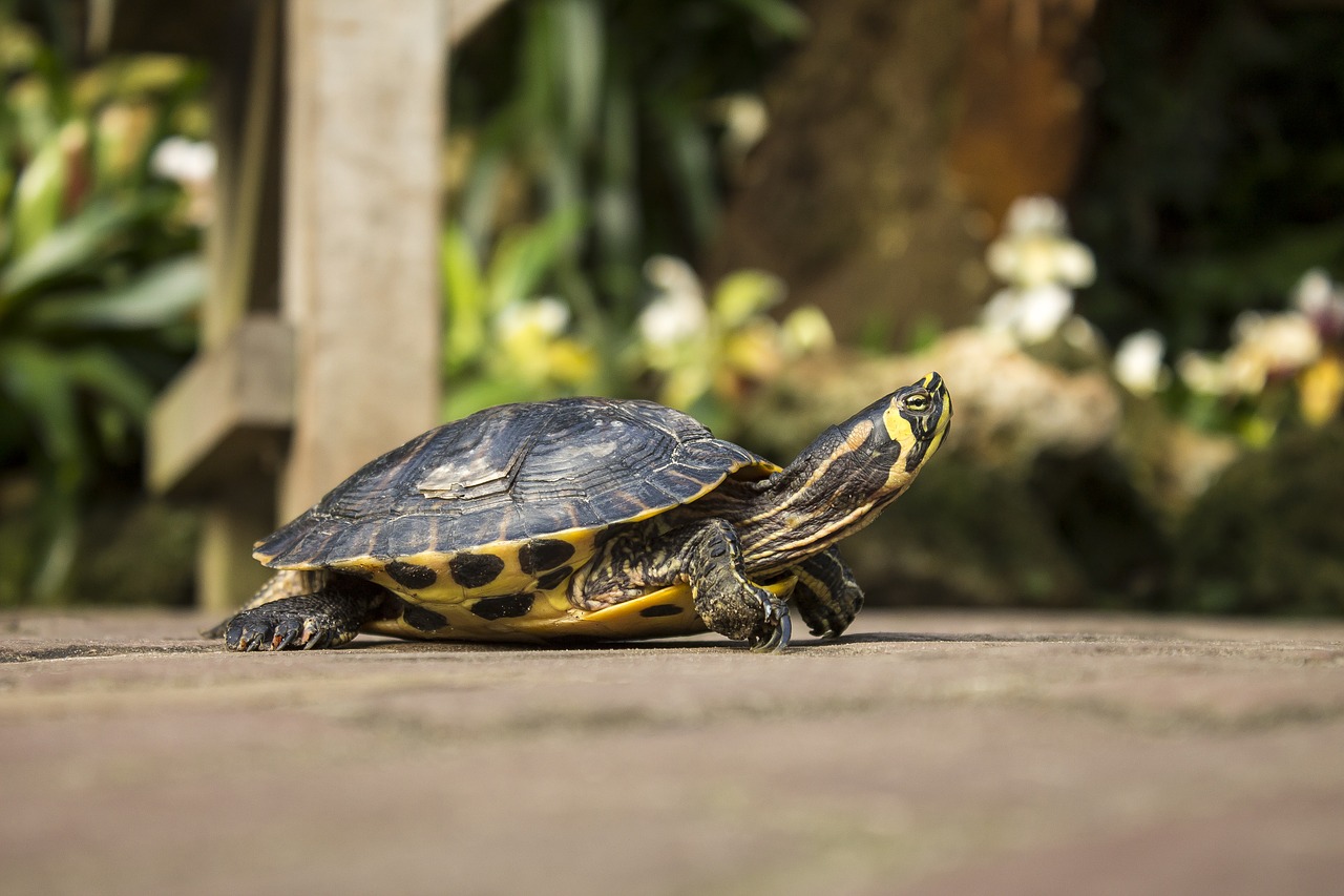 turtle animal animals free photo