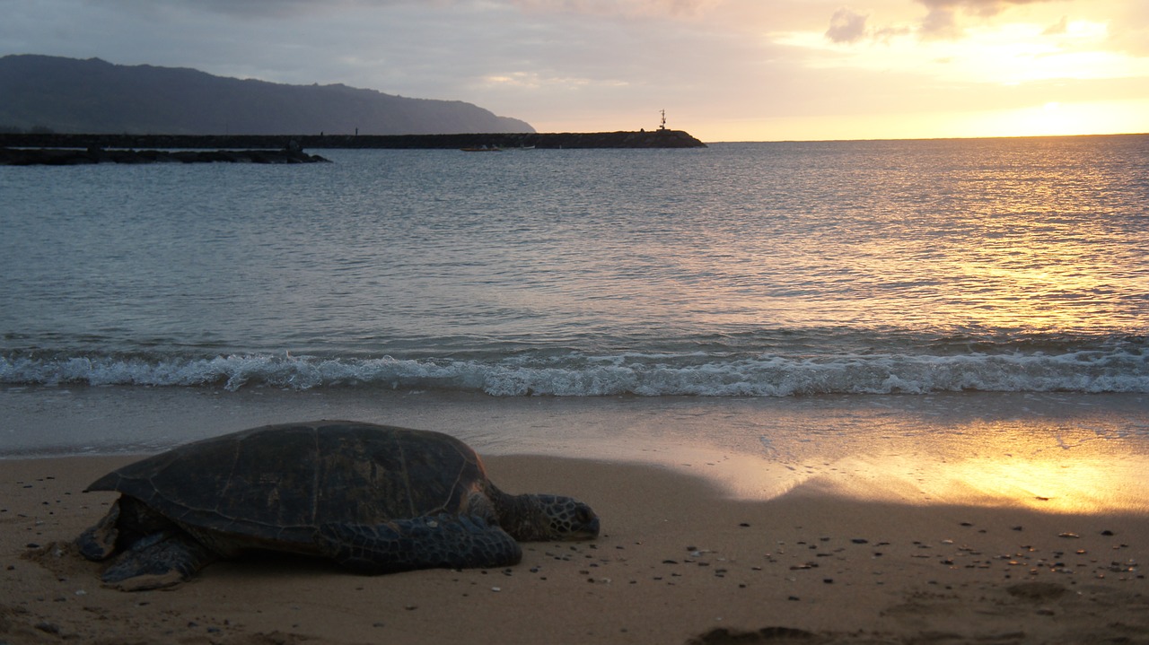 turtle sunset beach free photo