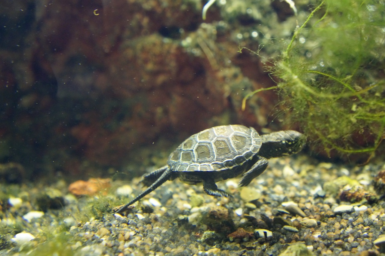 turtle baby animals free photo