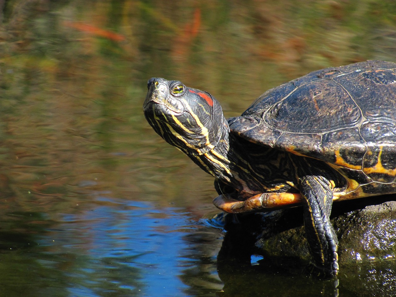 turtle nature outdoor free photo