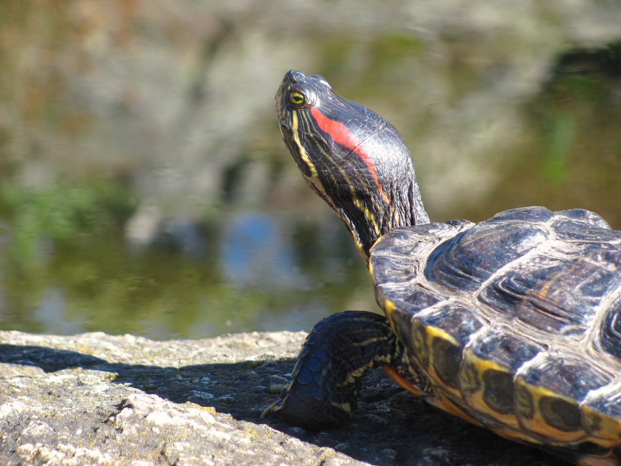 turtle nature outdoor free photo