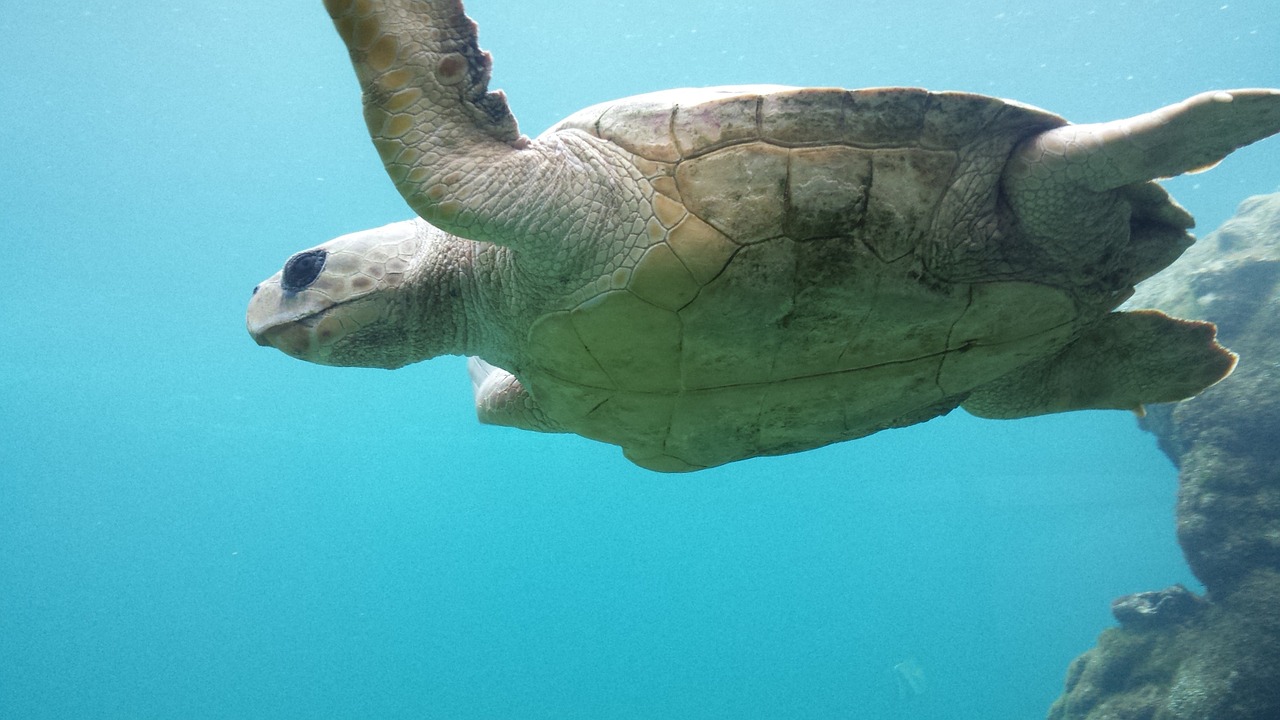 turtle underwater sea free photo