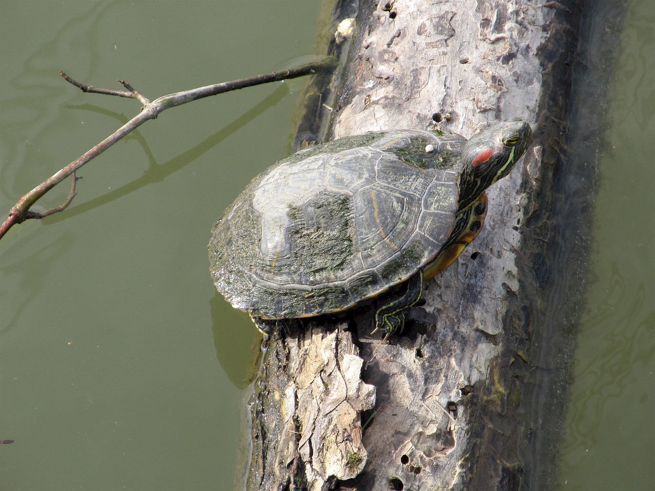 turtle log sunning free photo