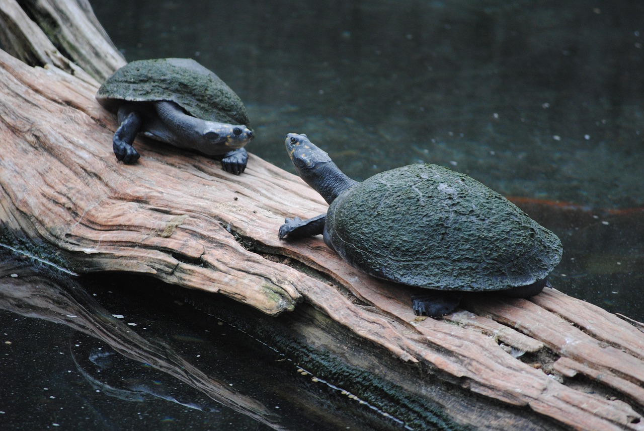 turtle green log free photo