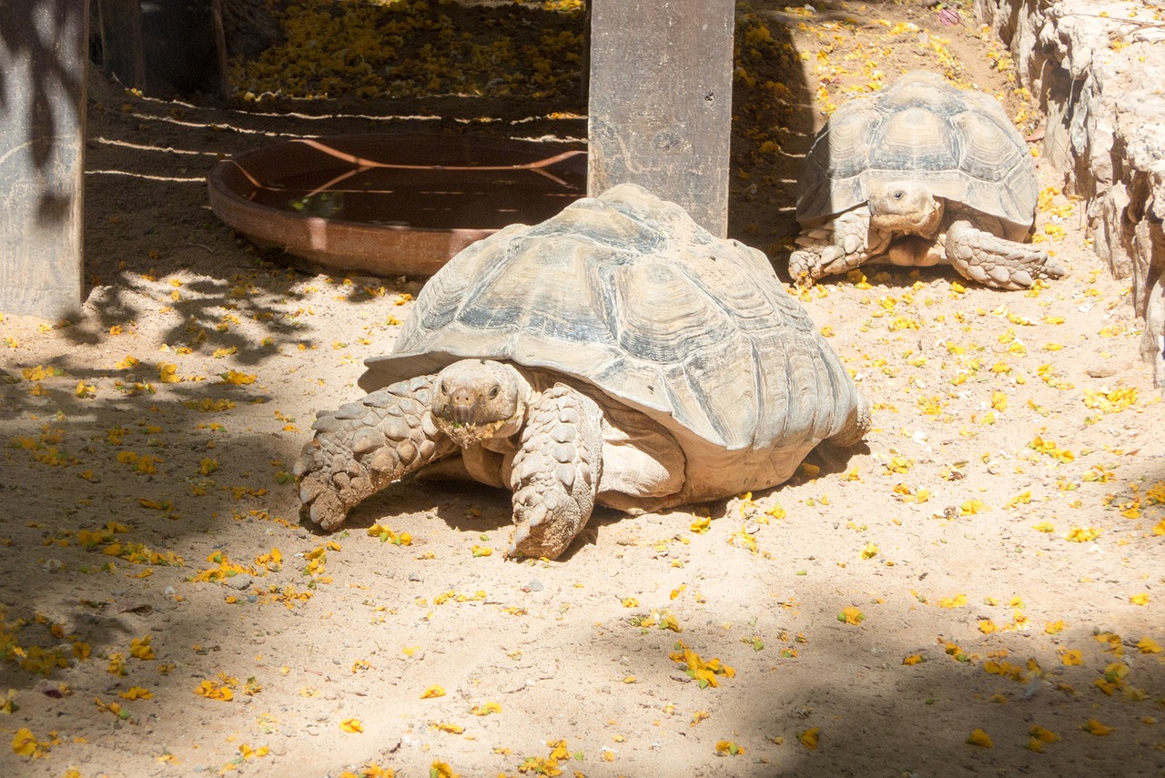 turtle zoo giant tortoise free photo