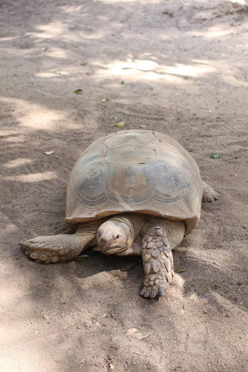turtle tortoise reptile free photo
