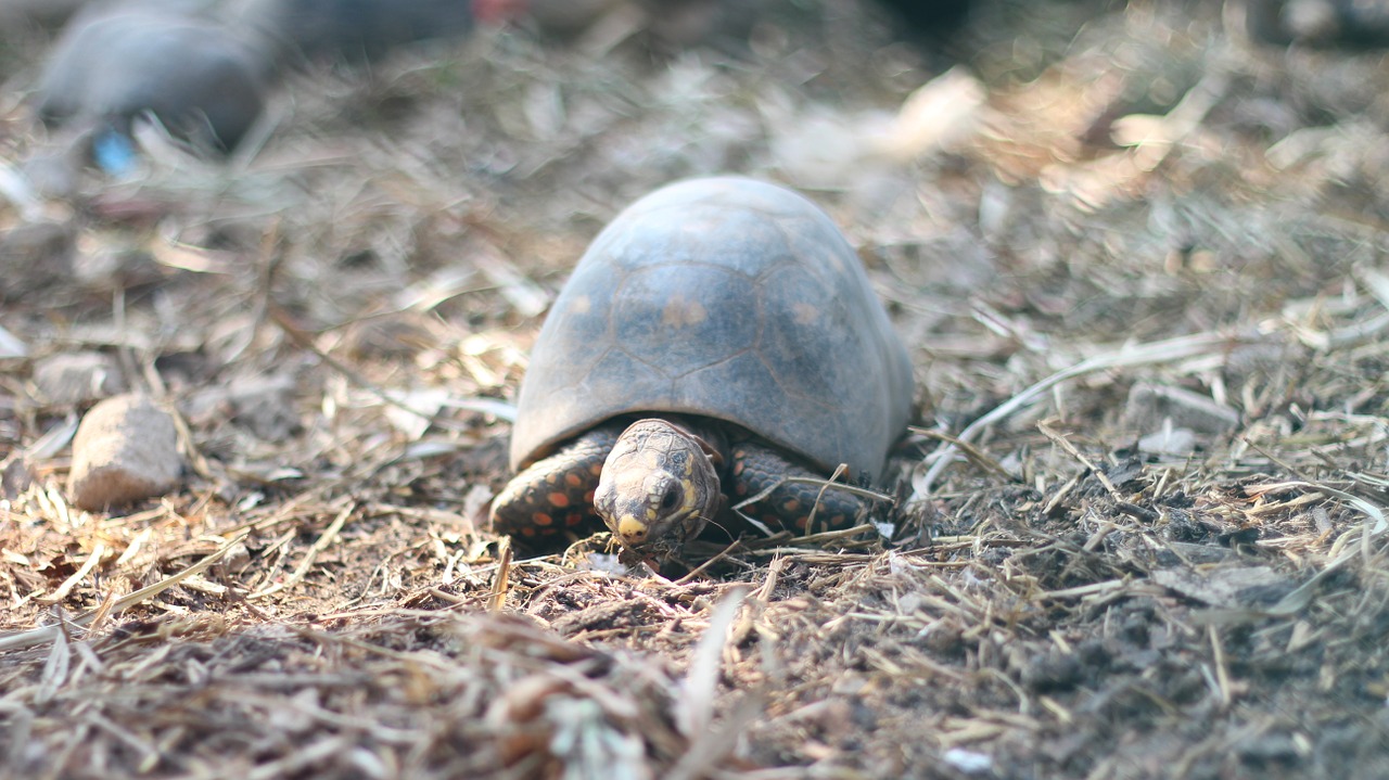 turtle animal reptiles free photo