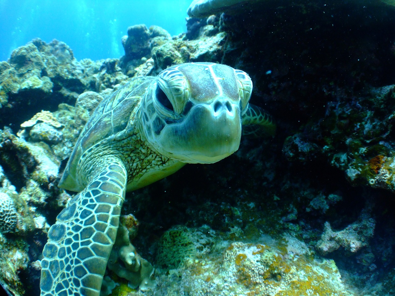 turtle sea diving free photo