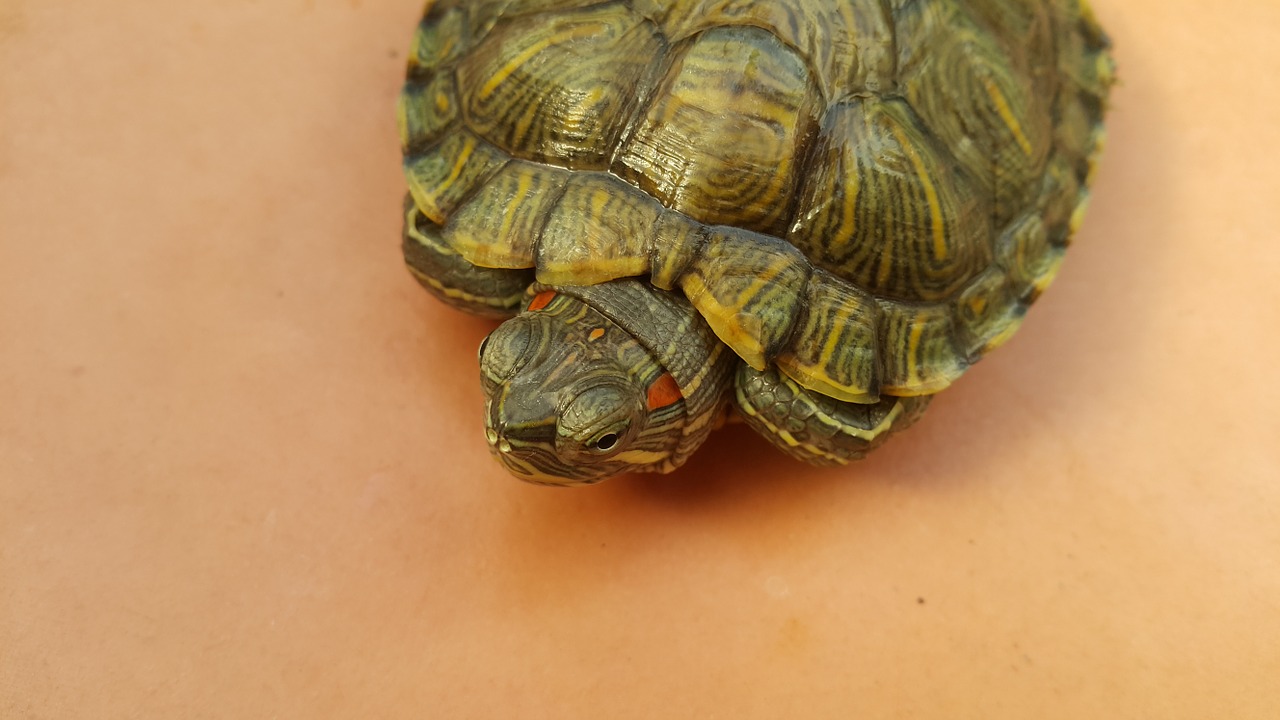 turtle red eared slider green free photo