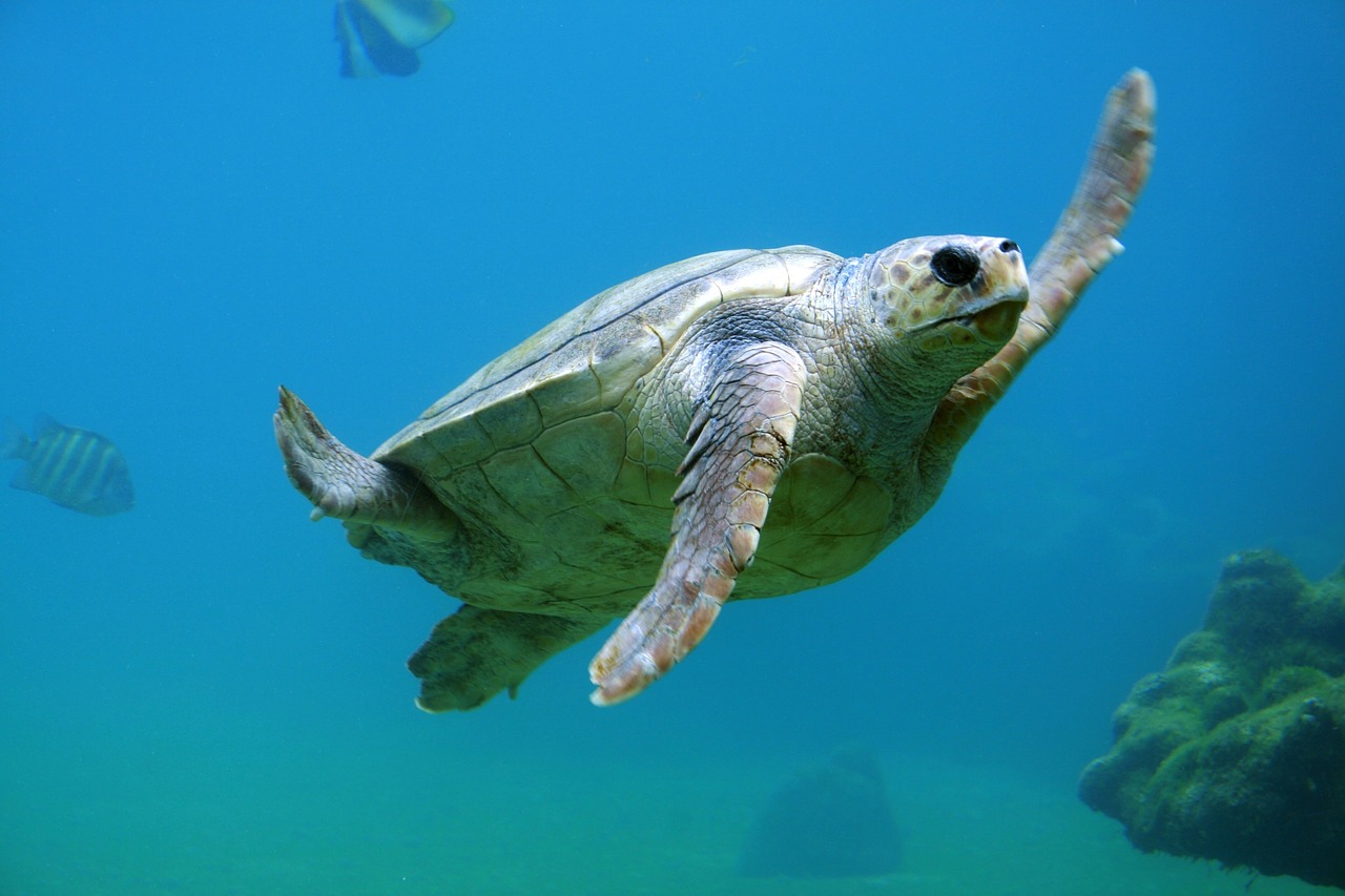 turtle underwater water free photo