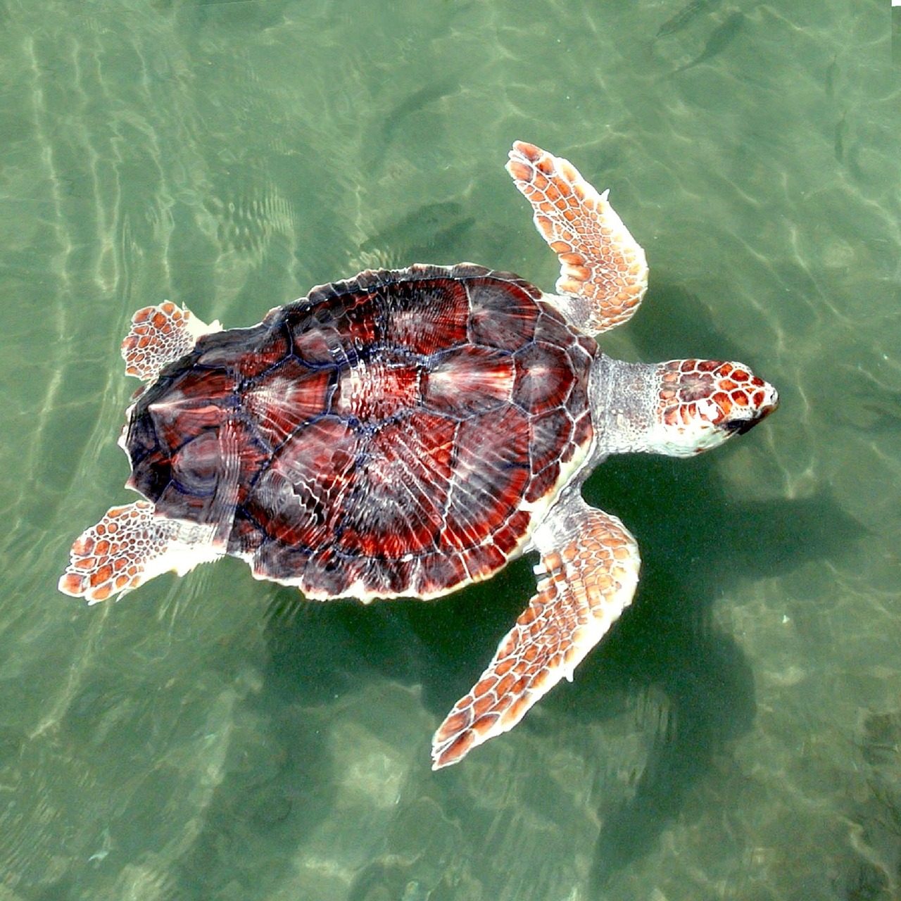 turtle sea loggerhead free photo