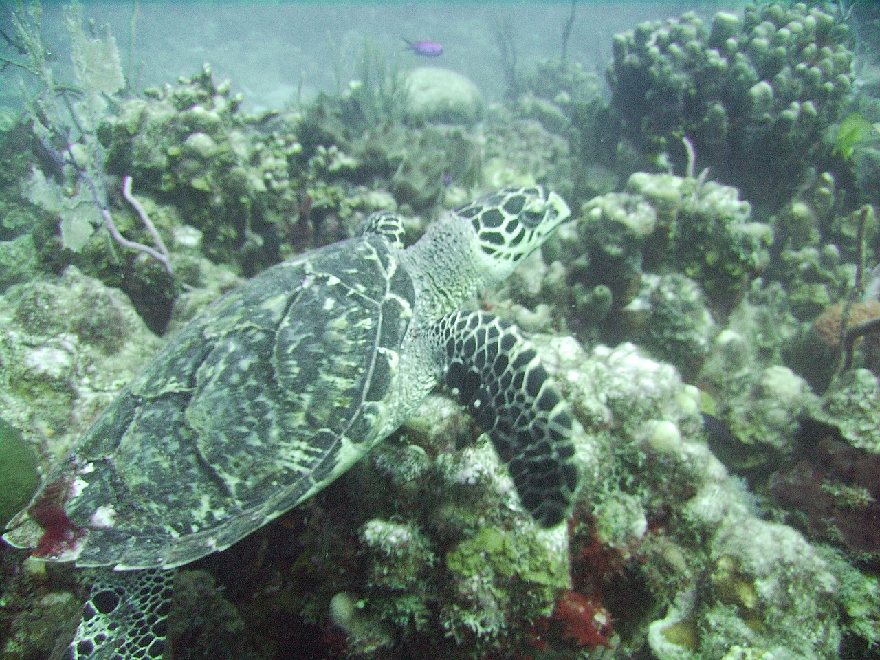 turtle sea hawksbill free photo