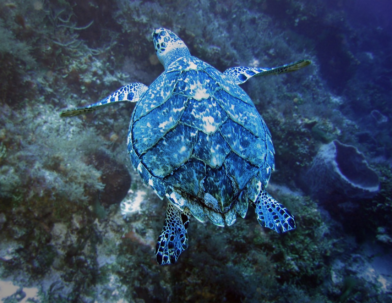 turtle sea green free photo