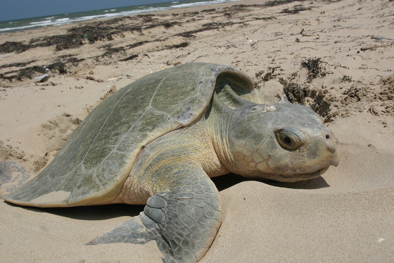 turtle sea kemps ridley free photo