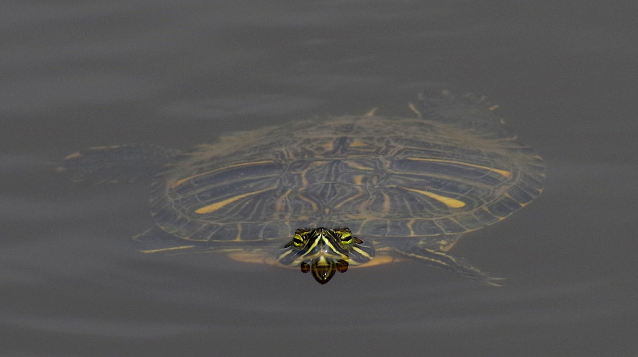 turtle water water turtle free photo