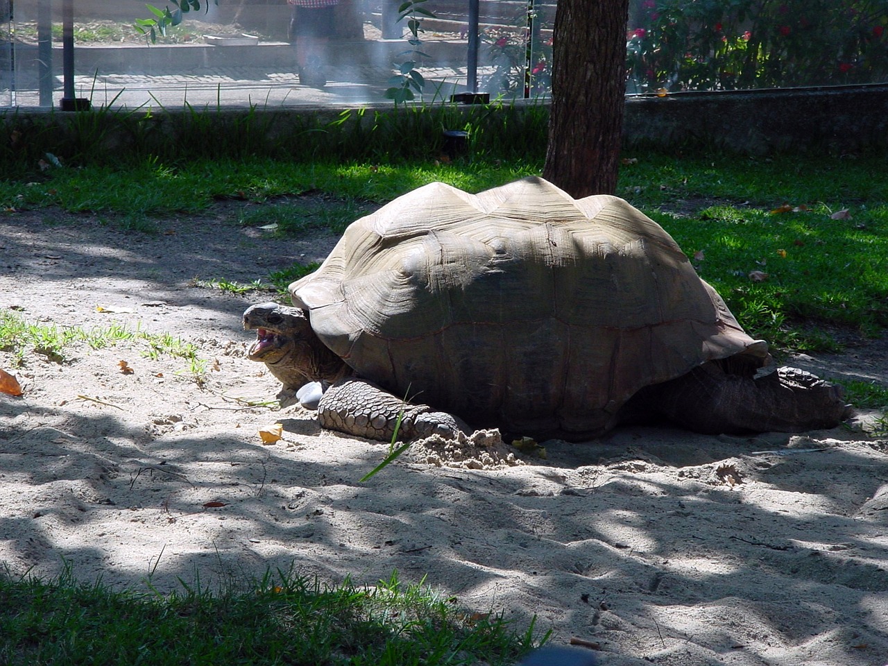 turtle zoo tortoise free photo