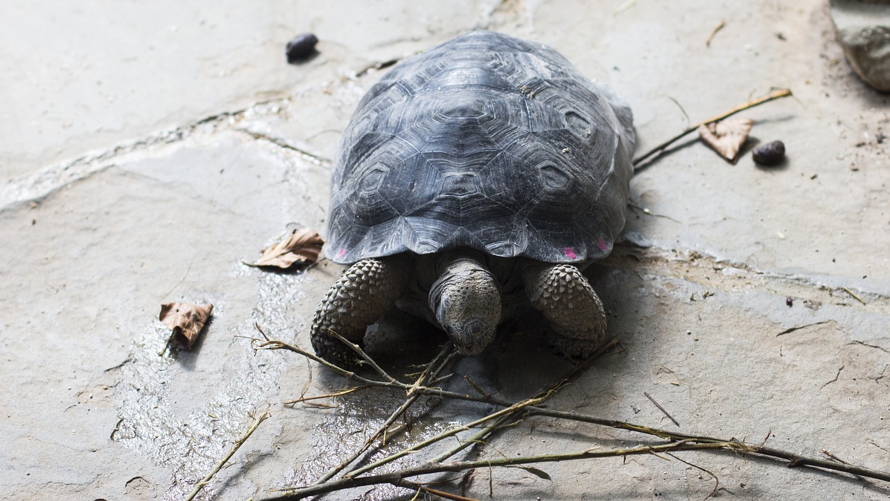 turtle tortuga galapagos free photo
