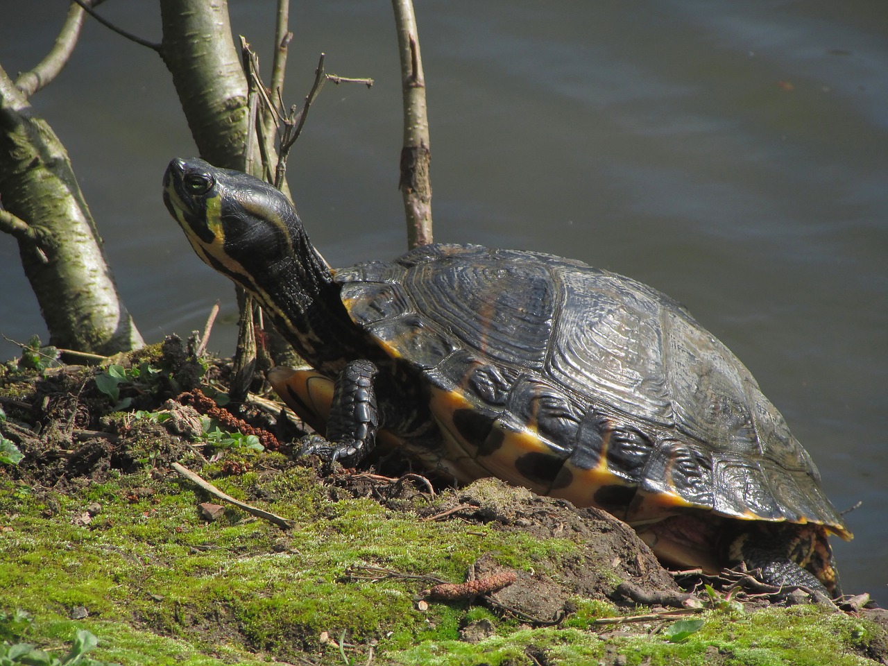 turtle panzer animal free photo