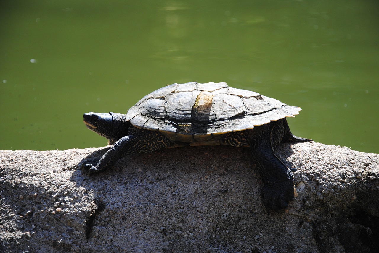 turtle water animal free photo