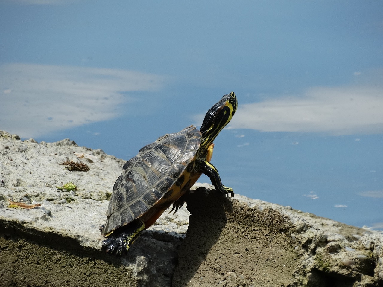 turtle herastrau park stone free photo