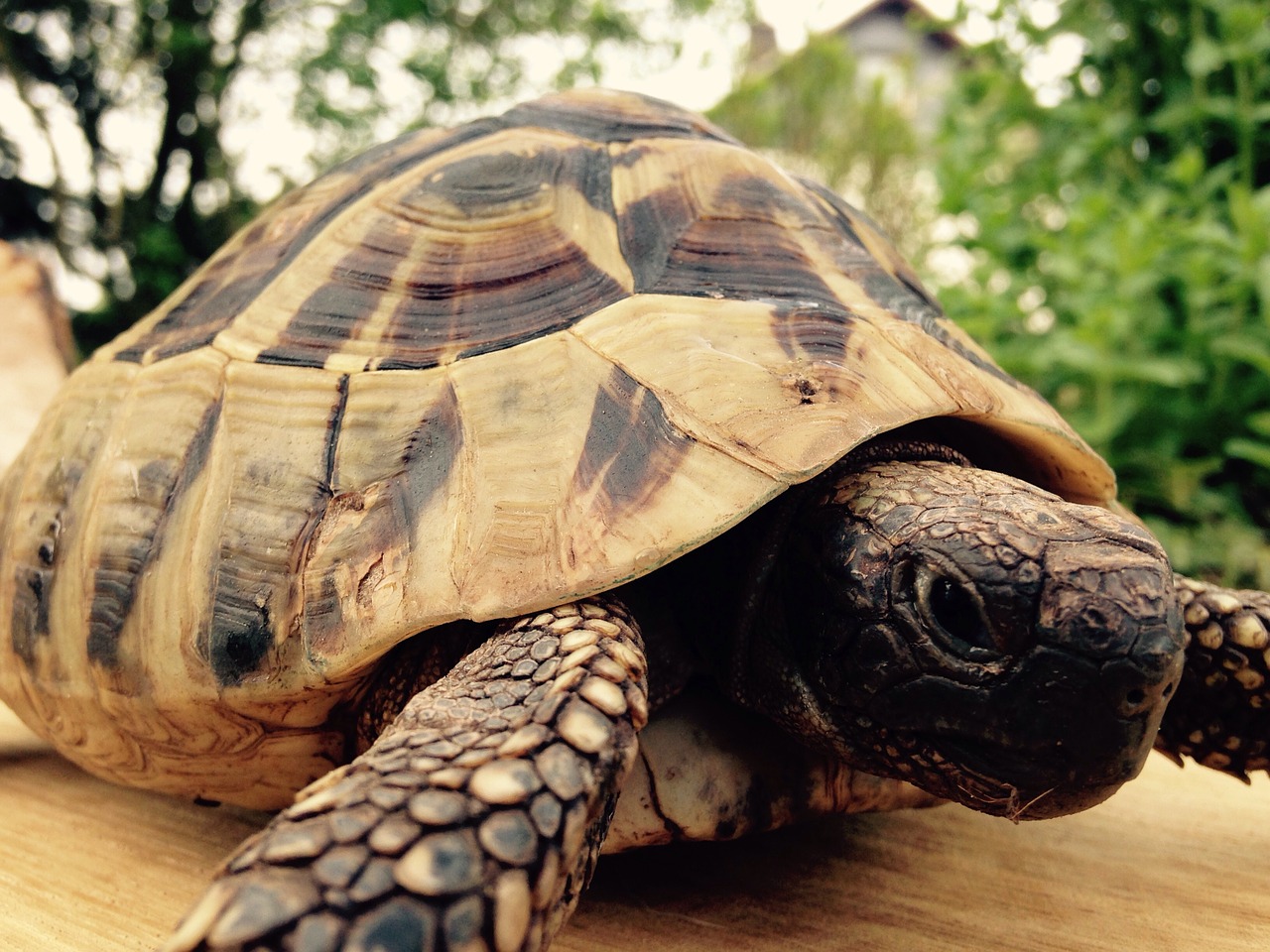 turtle greek tortoise animal free photo