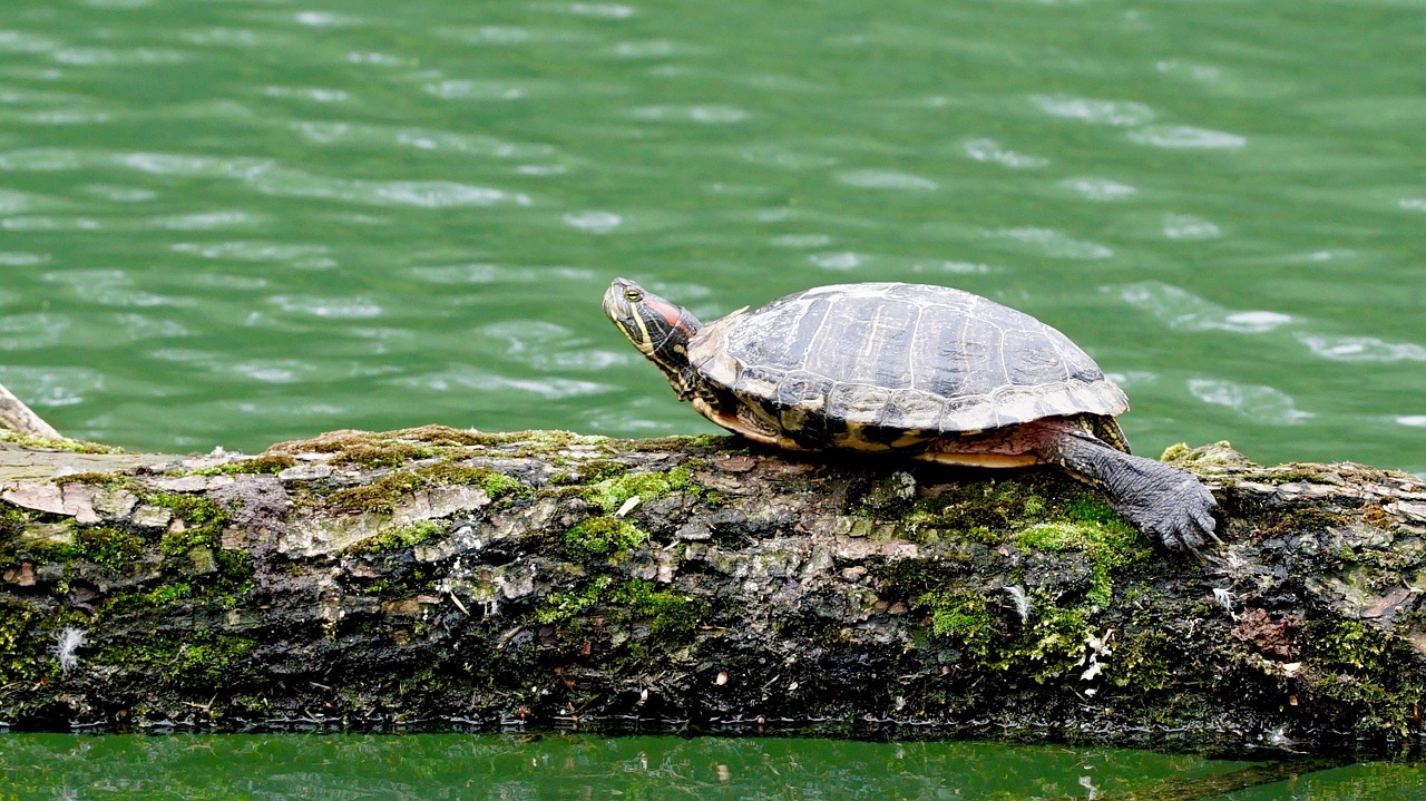 turtle nature water free photo