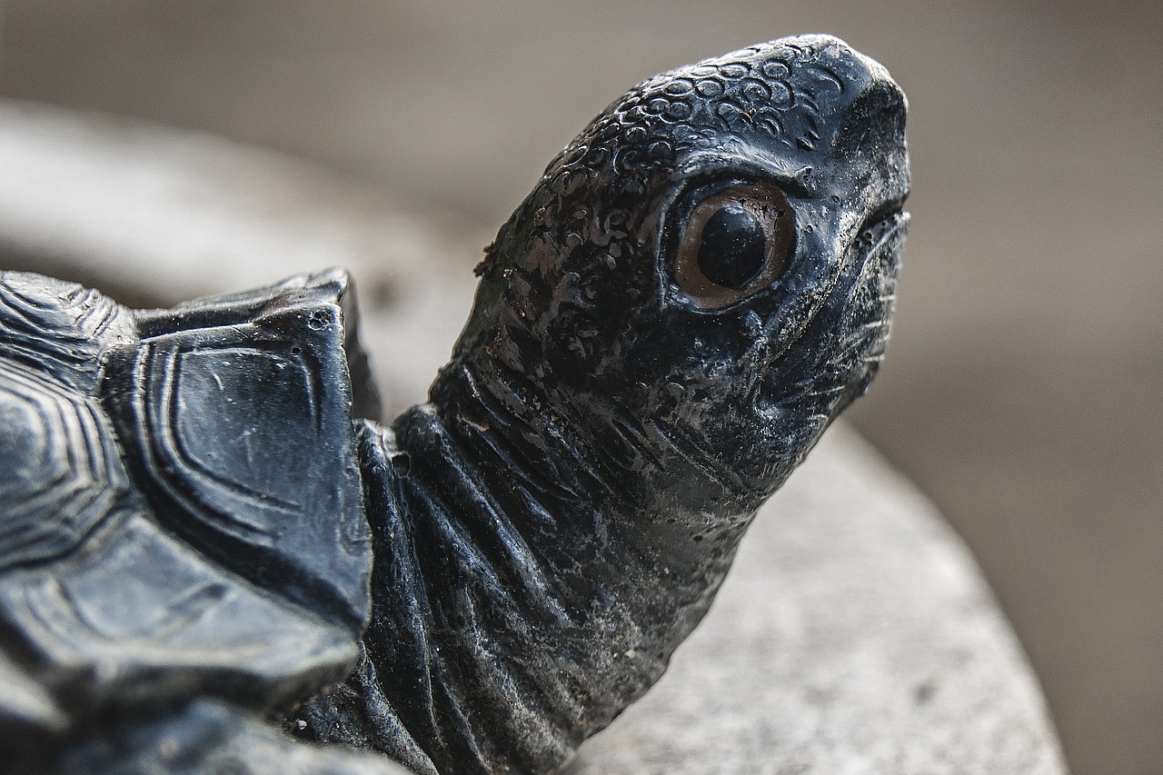 turtle turtle head stone sculpture free photo