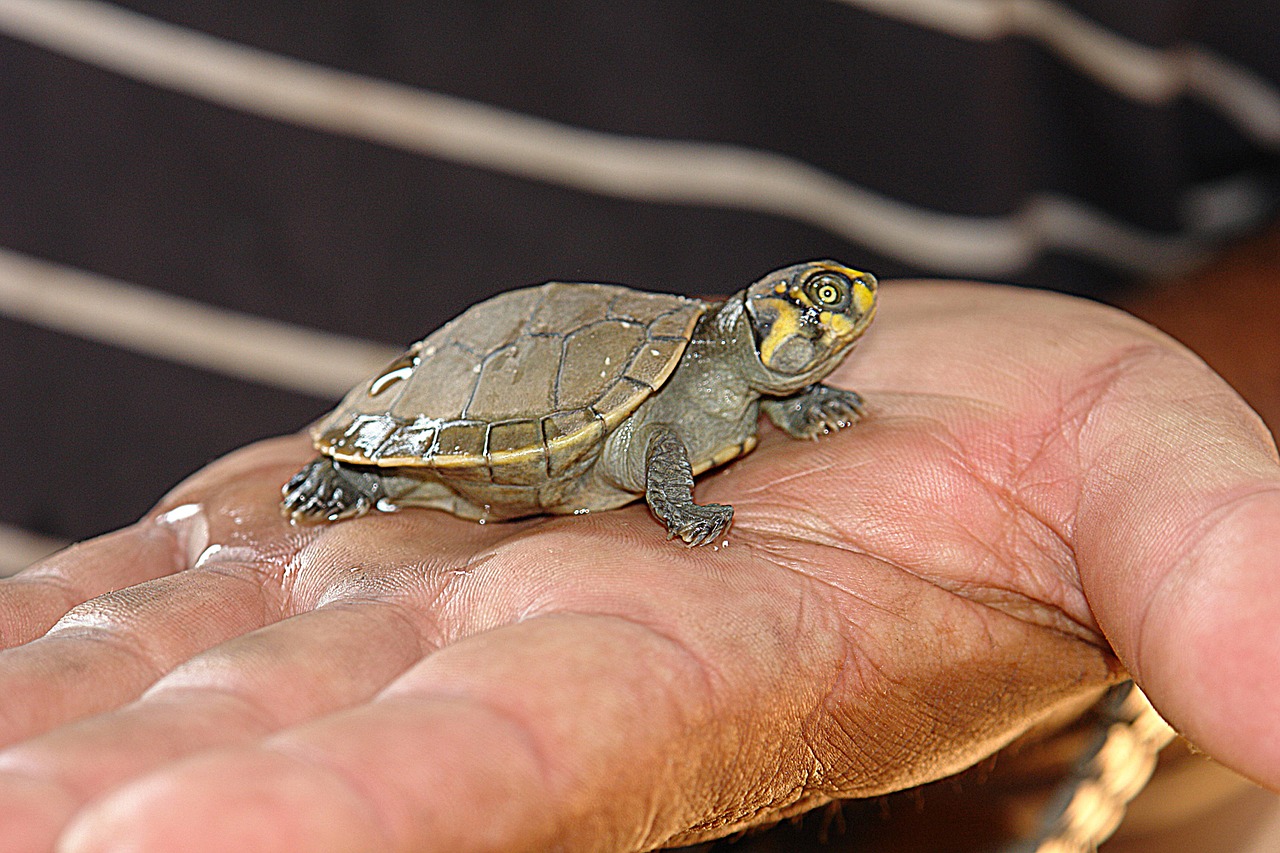 turtle peta bebe free photo