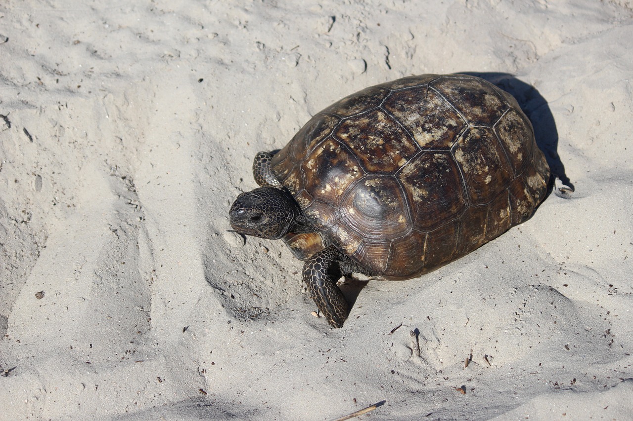 turtle beach sand free photo