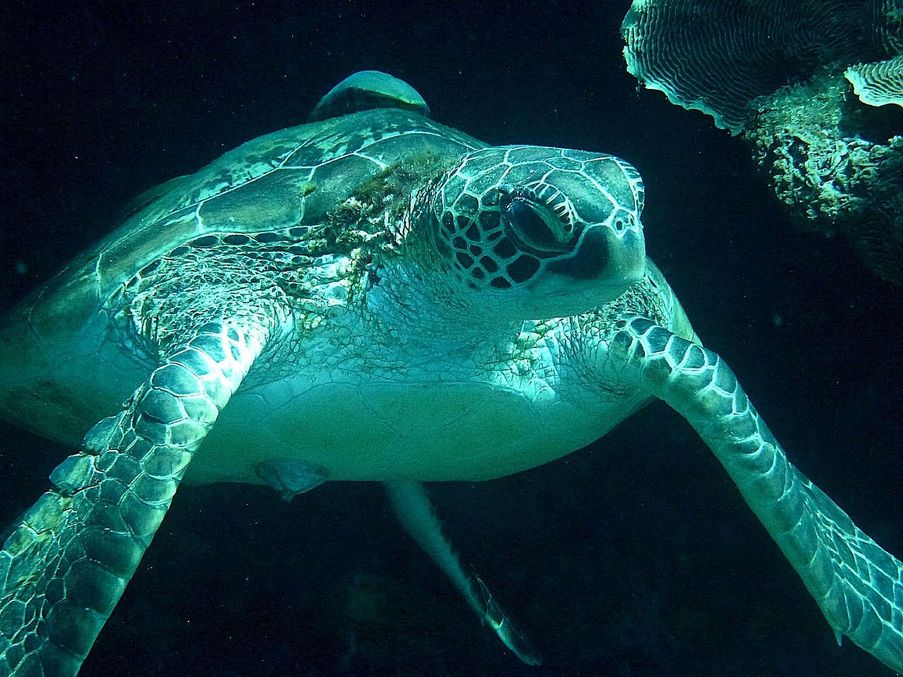 turtle underwater sea turtle free photo
