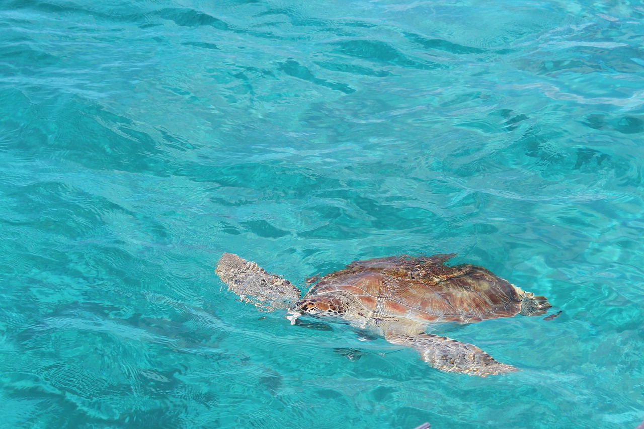 turtle mar caribbean free photo