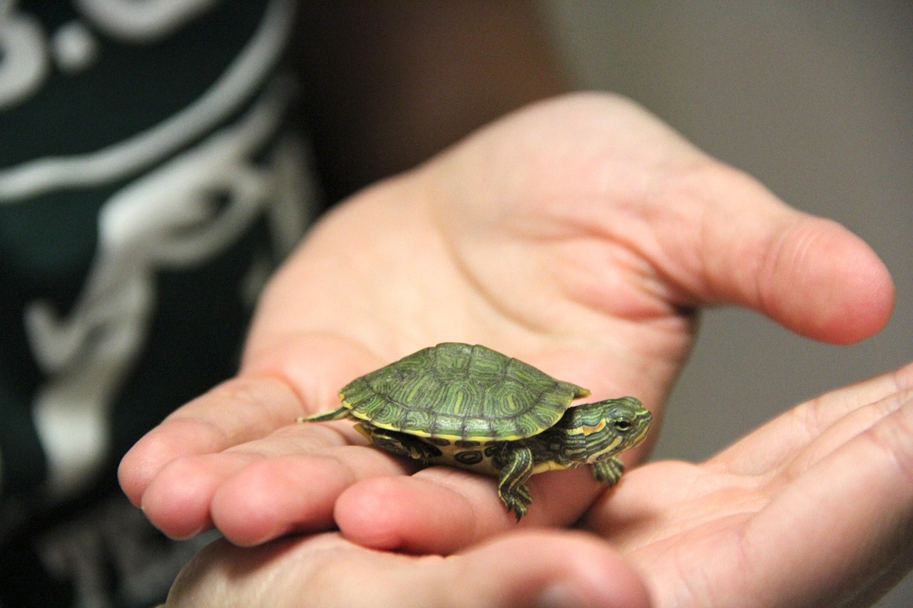 turtle pet cute free photo