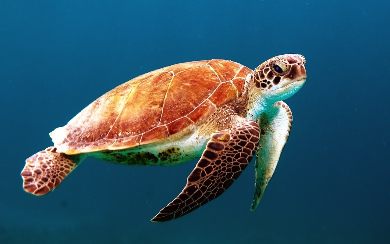 turtle tortoise swim free photo