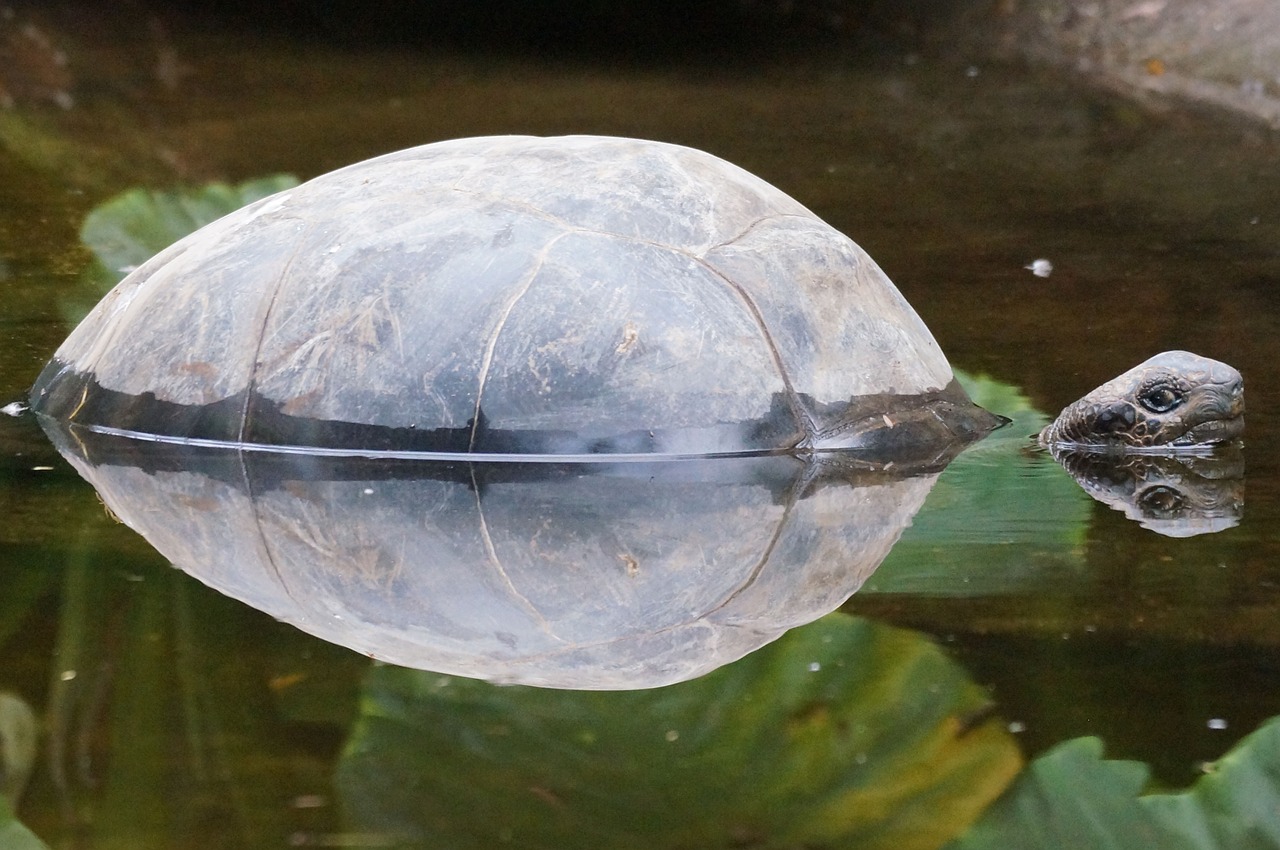 turtle pond mirroring free photo