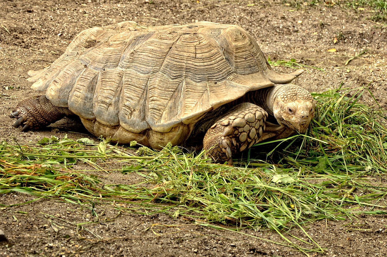 turtle tortoise wild animal free photo