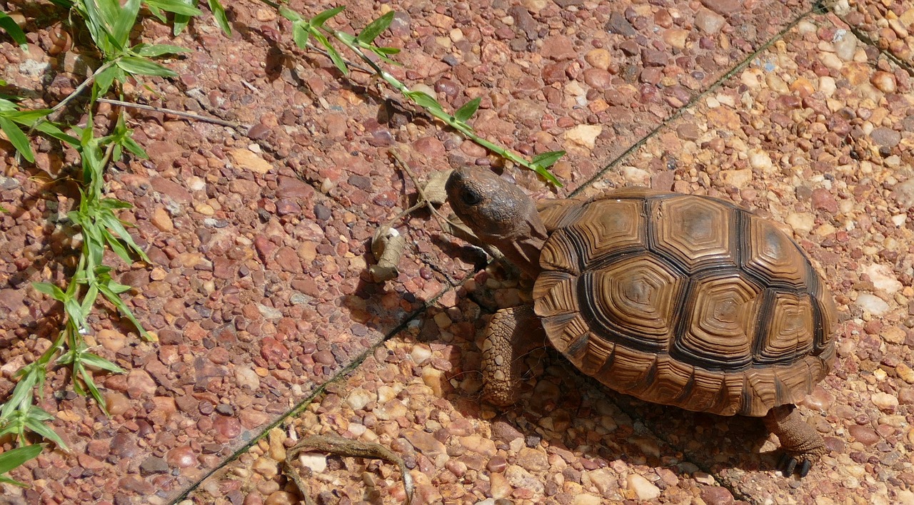 turtle tortoise walking free photo