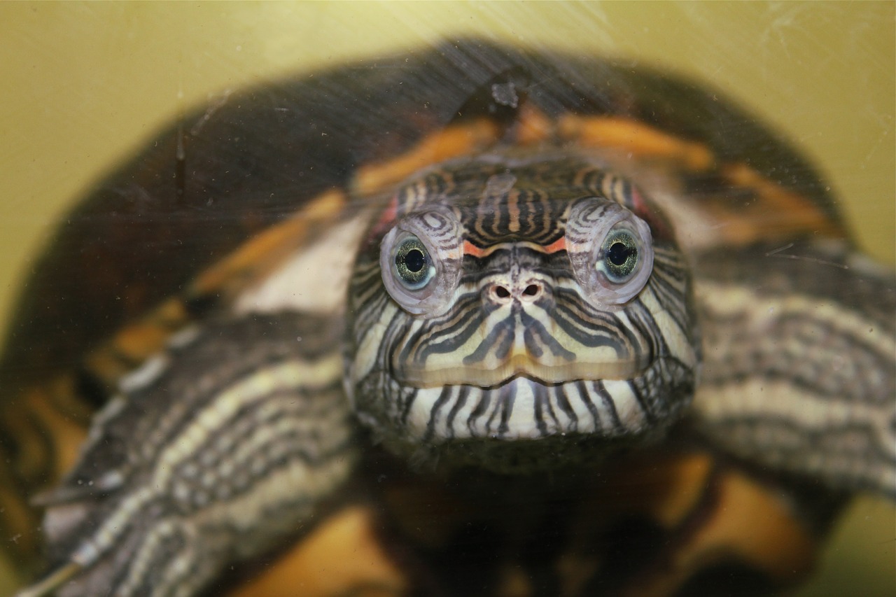 turtle aquatic red ear free photo