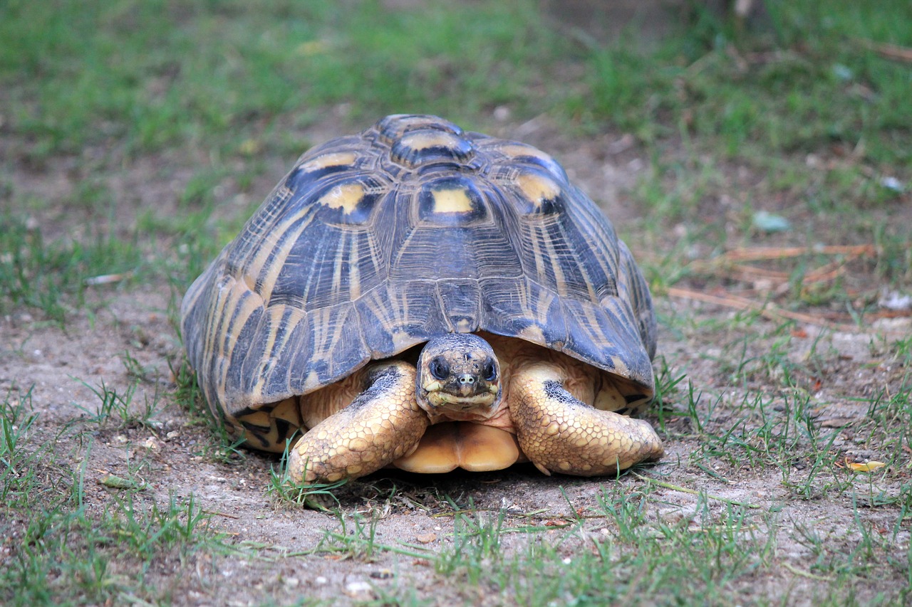 turtle reptile zoo free photo