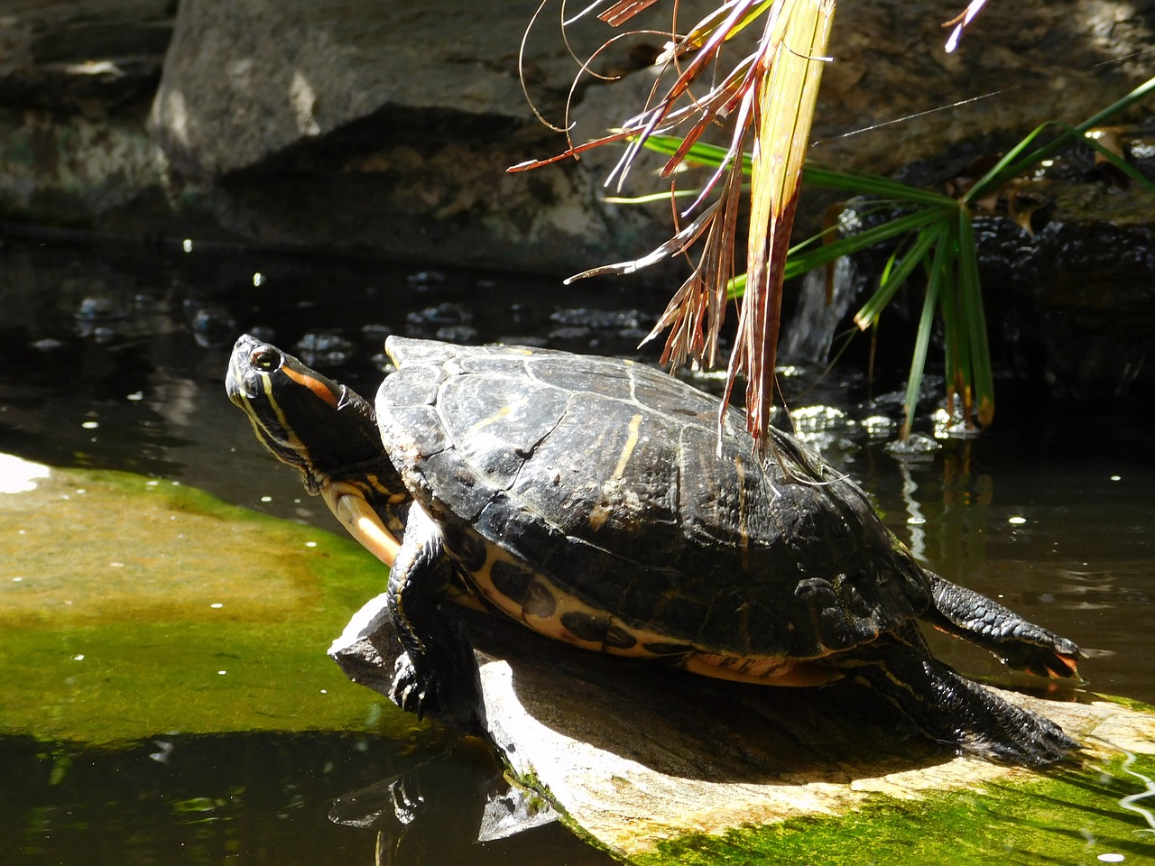 turtle animal nature free photo