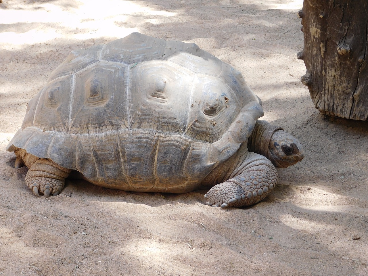 turtle nature gran canaria free photo