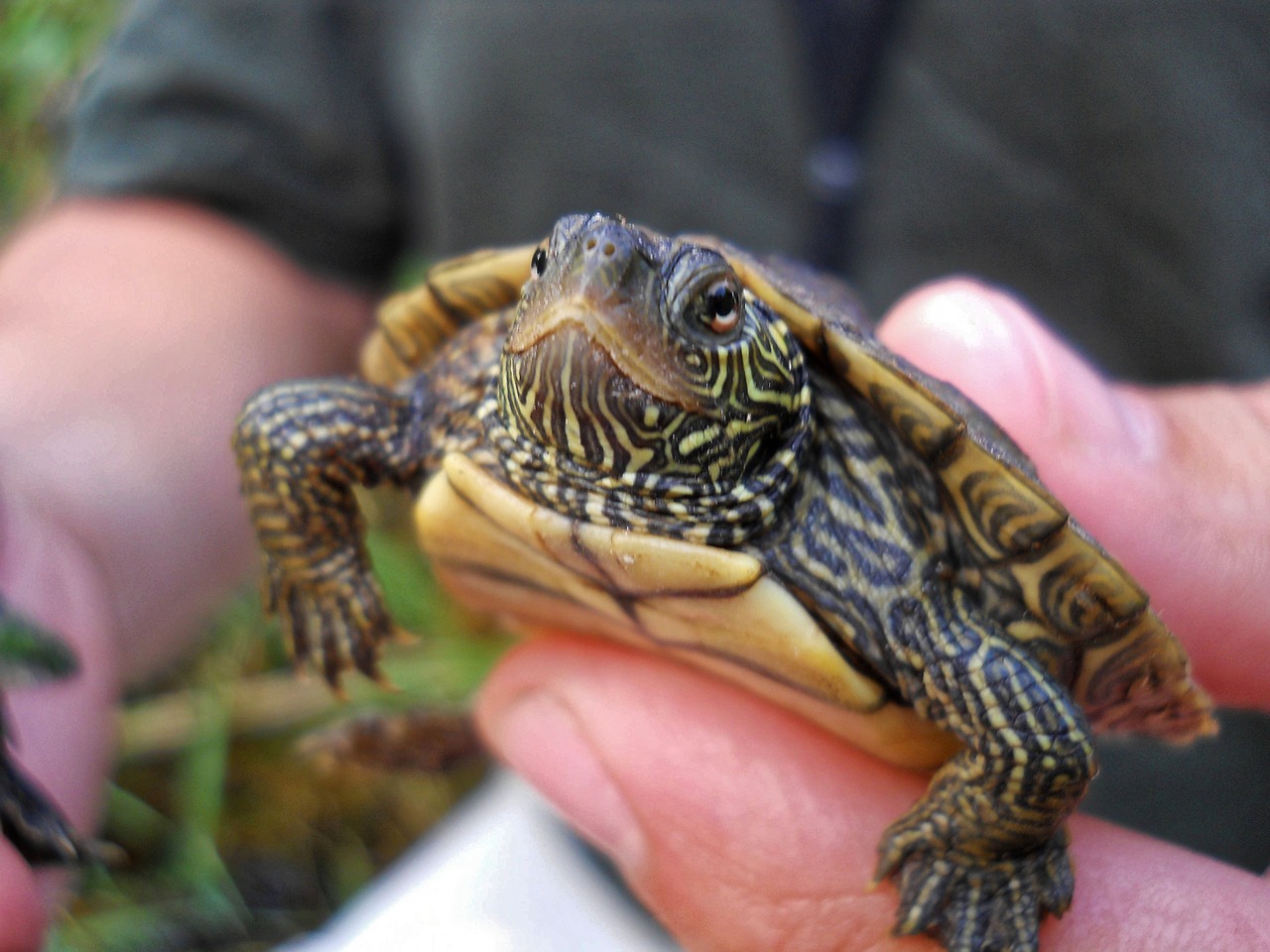 turtle map turtle green free photo