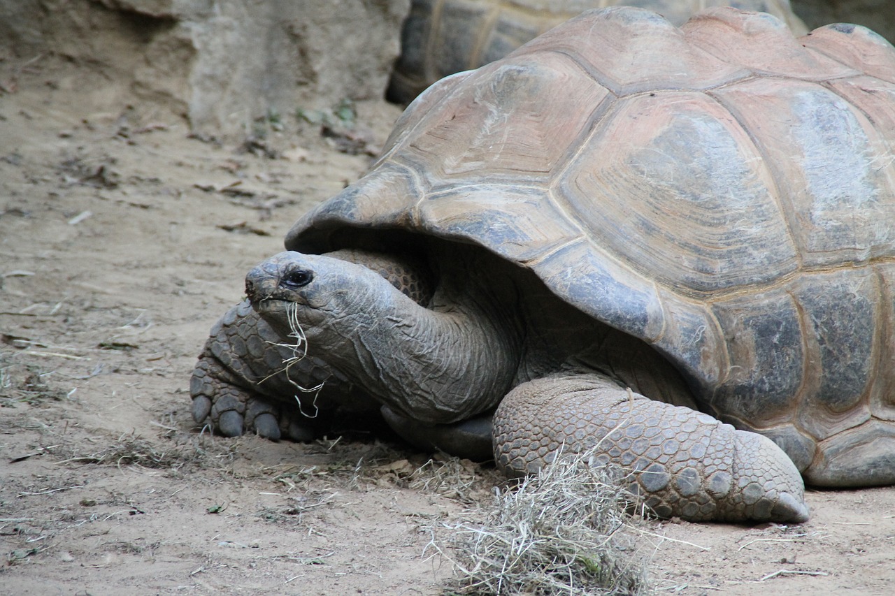 Turtle,eating,grass,huge,old - Free Image From Needpix.com