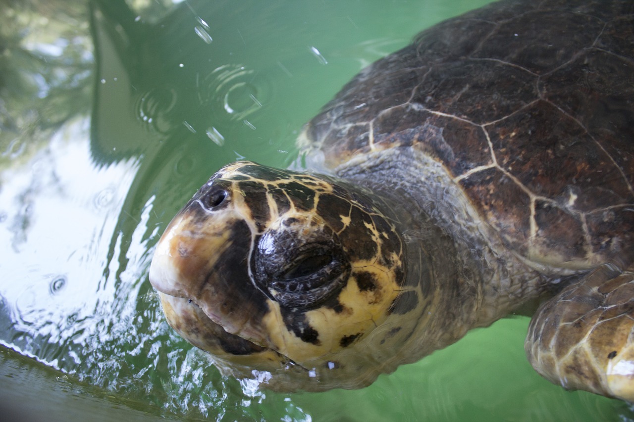 turtle loggerhead turkey free photo