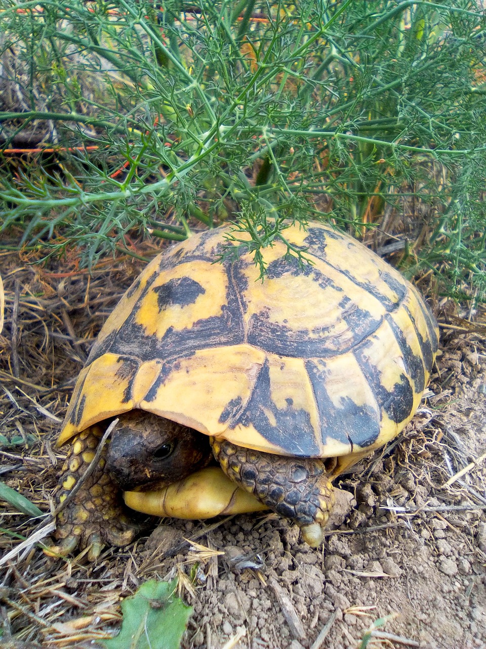 turtle mediterranean tortoise montsant free photo