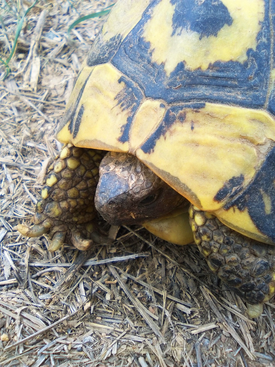 turtle mediterranean tortoise montsant free photo