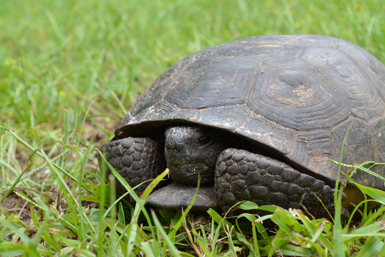 turtle grass animal free photo