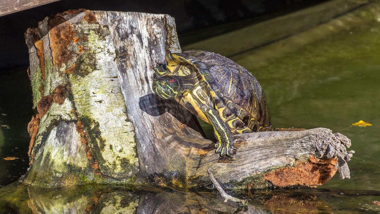 turtle reptile water turtle free photo