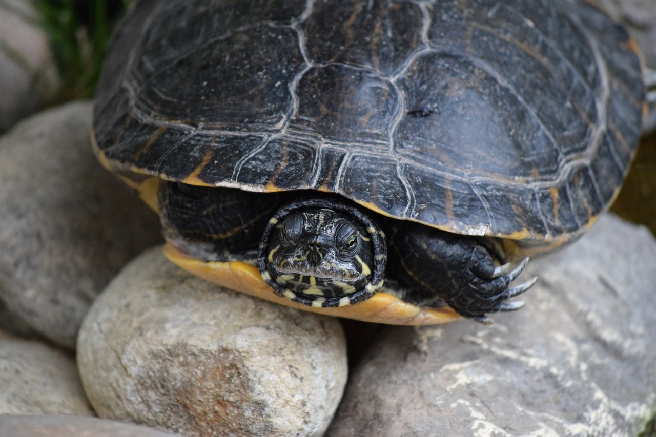 turtle nature animal free photo